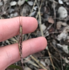 Bothriochloa macra at O'Malley, ACT - 24 Jul 2021