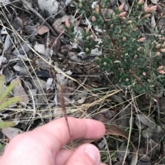 Bothriochloa macra at O'Malley, ACT - 24 Jul 2021