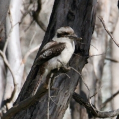 Dacelo novaeguineae (Laughing Kookaburra) at Table Top, NSW - 30 Jul 2021 by PaulF