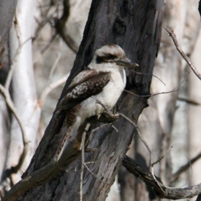 Dacelo novaeguineae (Laughing Kookaburra) at Bells TSR - 30 Jul 2021 by PaulF