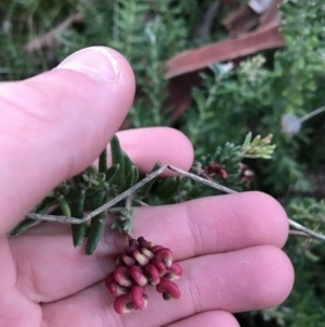 Grevillea lanigera at O'Malley, ACT - 24 Jul 2021