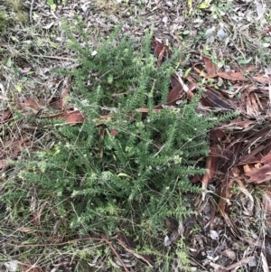 Grevillea lanigera at O'Malley, ACT - 24 Jul 2021