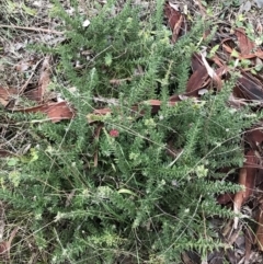 Grevillea lanigera at O'Malley, ACT - 24 Jul 2021