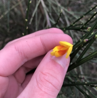 Cytisus scoparius subsp. scoparius (Scotch Broom, Broom, English Broom) at O'Malley, ACT - 24 Jul 2021 by Tapirlord