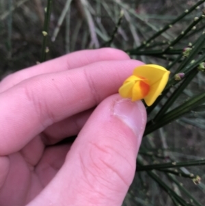 Cytisus scoparius subsp. scoparius at O'Malley, ACT - 24 Jul 2021