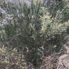 Cytisus scoparius subsp. scoparius at O'Malley, ACT - 24 Jul 2021