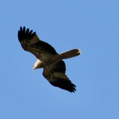 Haliastur sphenurus (Whistling Kite) at Albury - 30 Jul 2021 by PaulF