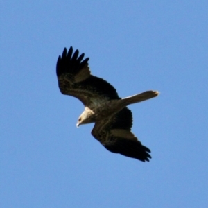 Haliastur sphenurus at Table Top, NSW - 30 Jul 2021