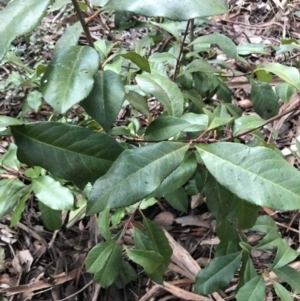 Photinia serratifolia at O'Malley, ACT - 24 Jul 2021