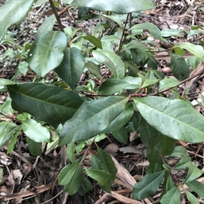 Photinia serratifolia (Chinese Photinia) at O'Malley, ACT - 24 Jul 2021 by Tapirlord