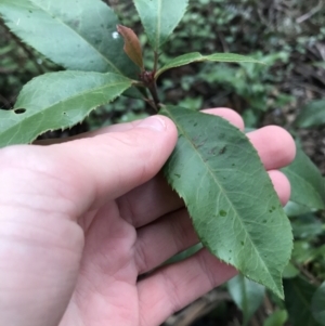 Photinia serratifolia at O'Malley, ACT - 24 Jul 2021