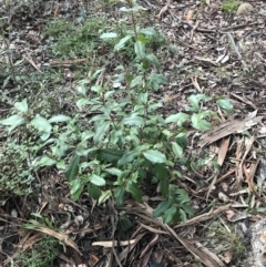 Photinia serratifolia at O'Malley, ACT - 24 Jul 2021
