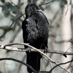Corcorax melanorhamphos (White-winged Chough) at Table Top, NSW - 30 Jul 2021 by PaulF