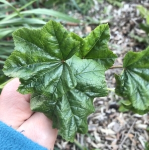 Malva parviflora at O'Malley, ACT - 24 Jul 2021