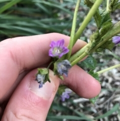 Malva parviflora at O'Malley, ACT - 24 Jul 2021 04:35 PM