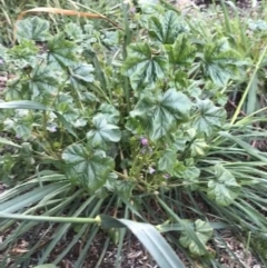 Malva parviflora at O'Malley, ACT - 24 Jul 2021