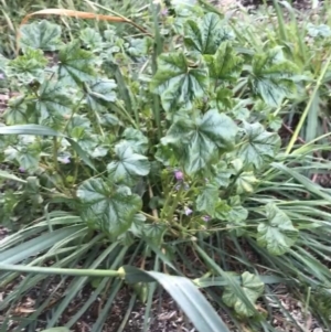 Malva parviflora at O'Malley, ACT - 24 Jul 2021