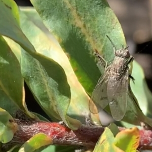 Helina sp. (genus) at Murrumbateman, NSW - 30 Jul 2021