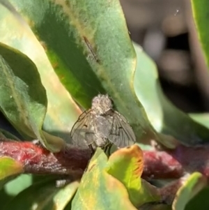 Helina sp. (genus) at Murrumbateman, NSW - 30 Jul 2021