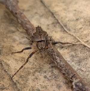 Socca pustulosa at Murrumbateman, NSW - 30 Jul 2021 03:09 PM