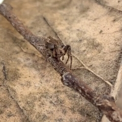 Socca pustulosa at Murrumbateman, NSW - 30 Jul 2021 03:09 PM