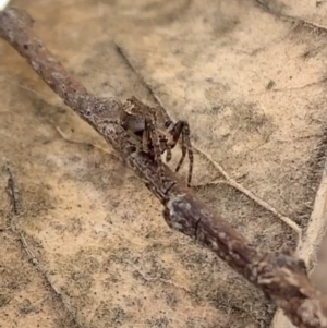 Socca pustulosa at Murrumbateman, NSW - 30 Jul 2021