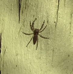 Helpis minitabunda (Threatening jumping spider) at Murrumbateman, NSW - 30 Jul 2021 by SimoneC