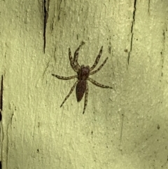 Helpis minitabunda (Threatening jumping spider) at Murrumbateman, NSW - 30 Jul 2021 by SimoneC
