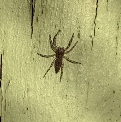 Helpis minitabunda (Threatening jumping spider) at Murrumbateman, NSW - 30 Jul 2021 by SimoneC
