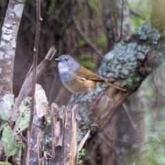 Pachycephala olivacea (Olive Whistler) at Tallaganda State Forest - 31 Jul 2021 by SthTallagandaSurvey