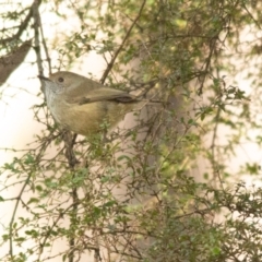 Acanthiza pusilla (Brown Thornbill) at Tallaganda State Forest - 9 Jul 2021 by SthTallagandaSurvey