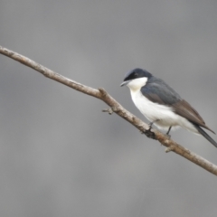 Myiagra inquieta (Restless Flycatcher) at Namadgi National Park - 1 Aug 2021 by Liam.m