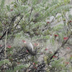 Phylidonyris pyrrhopterus (Crescent Honeyeater) at Namadgi National Park - 1 Aug 2021 by Liam.m