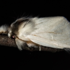 Trichiocercus sparshalli (Sparshall's Moth) at Tidbinbilla Nature Reserve - 12 Nov 2018 by Bron