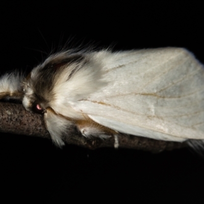 Trichiocercus sparshalli (Sparshall's Moth) at Tidbinbilla Nature Reserve - 12 Nov 2018 by Bron