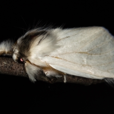 Trichiocercus sparshalli (Sparshall's Moth) at Paddys River, ACT - 12 Nov 2018 by Bron