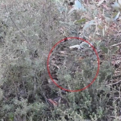 Hylacola pyrrhopygia (Chestnut-rumped Heathwren) at Carwoola, NSW - 1 Aug 2021 by Liam.m