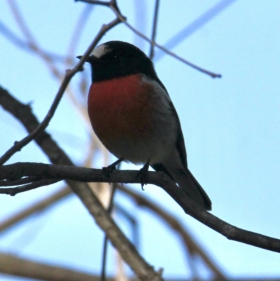 Petroica boodang (Scarlet Robin) at Albury - 30 Jul 2021 by PaulF