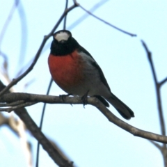 Petroica boodang at Table Top, NSW - 30 Jul 2021