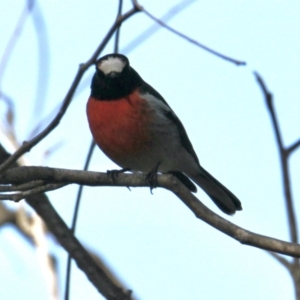 Petroica boodang at Table Top, NSW - 30 Jul 2021