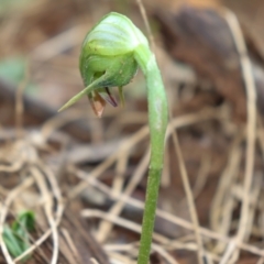 Pterostylis nutans (Nodding Greenhood) at Wingecarribee Local Government Area - 1 Aug 2021 by Sarah2019