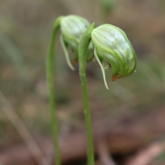 Pterostylis nutans at Bundanoon, NSW - 1 Aug 2021