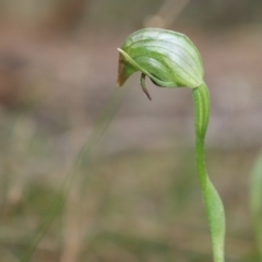 Pterostylis nutans at Bundanoon, NSW - suppressed