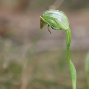 Pterostylis nutans at Bundanoon, NSW - 1 Aug 2021