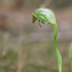 Pterostylis nutans at suppressed - 1 Aug 2021