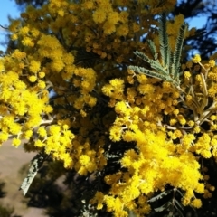 Acacia dealbata subsp. dealbata (Silver Wattle) at Mount Painter - 28 Jul 2021 by drakes