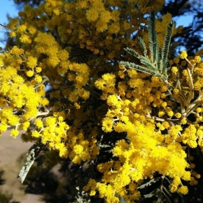 Acacia dealbata subsp. dealbata (Silver Wattle) at Mount Painter - 28 Jul 2021 by drakes