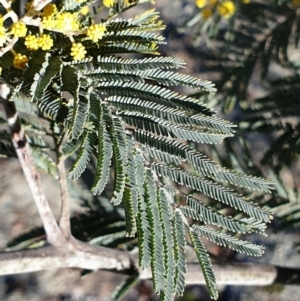 Acacia dealbata subsp. dealbata at Cook, ACT - 29 Jul 2021