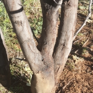 Acacia dealbata subsp. dealbata at Cook, ACT - 29 Jul 2021