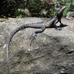 Intellagama lesueurii lesueurii at Blue Mountains National Park, NSW - suppressed